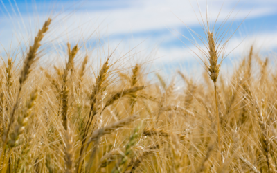 Understanding DON in Wheat Crops and How Crop Insurance Can Help
